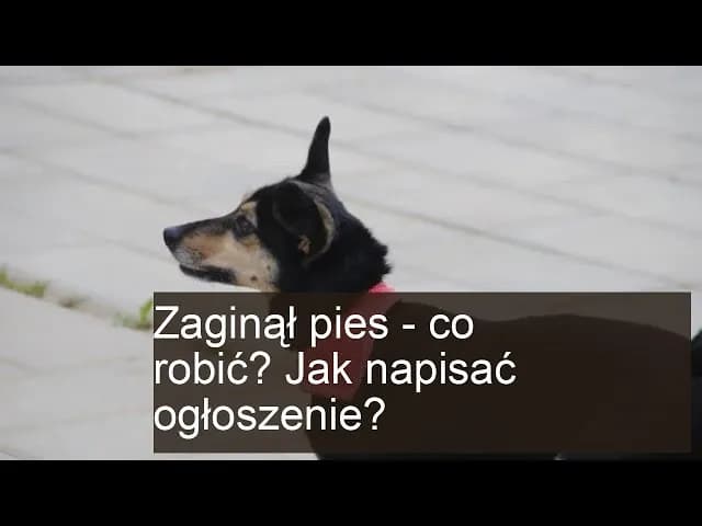 Jak skutecznie napisać ogłoszenie o zaginięciu rzeczy? Sprawdź prosty sposób